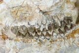 Fossil Oreodont (Merycoidodon) Skull - Wyoming #169160-2